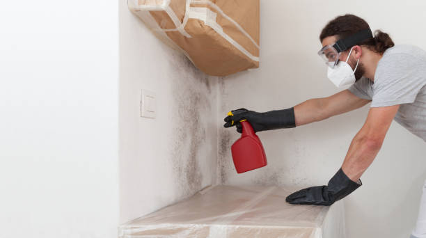 Professional Attic Mold Remediation technician working in Haledon, NJ