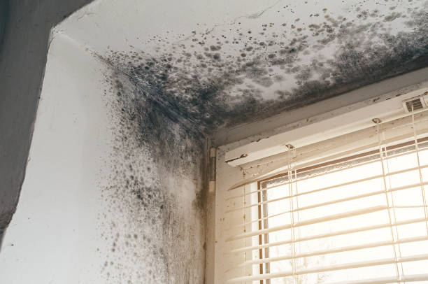 Affordable Attic Mold Remediation solutions in Haledon, NJ