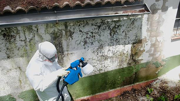 Top rated local Attic Mold Remediation specialists in Haledon, NJ